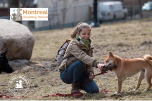 dog groomers close to me