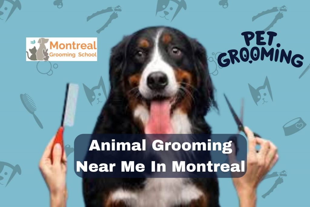 Animal Grooming Near Me In Montreal
